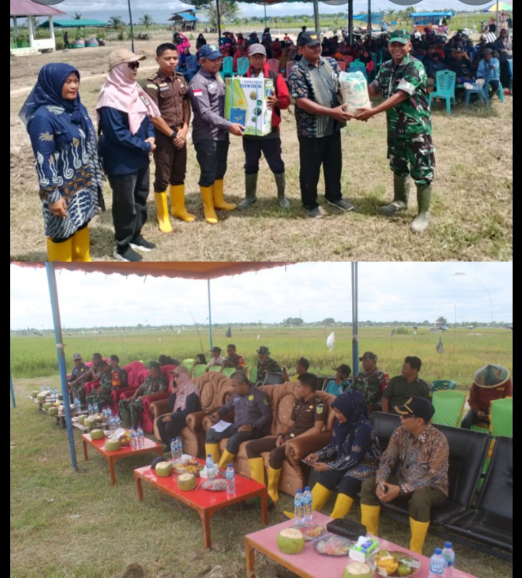 Panen Raya Ratusan Hektar Padi di Rokan Baru Pesisir, Bukti Nyata Kehadiran TNI Dalam Program Swasembada Pangan.